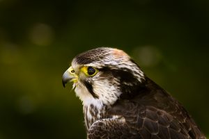 falcon image