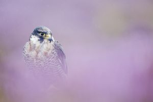 falcon photos