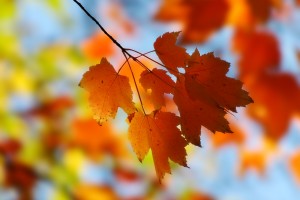 fall backgrounds free