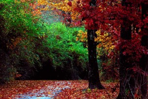 fall forest wallpaper cool