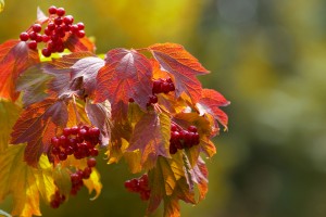 fall images download