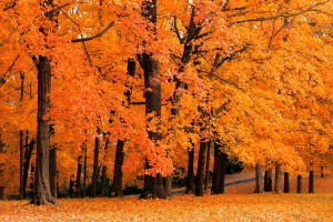 fall trees images hd