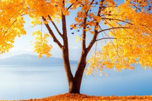 fall wallpapers free