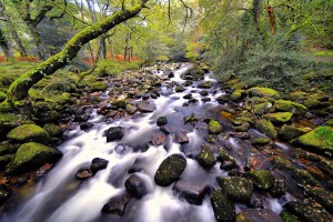 fantastic forest stream