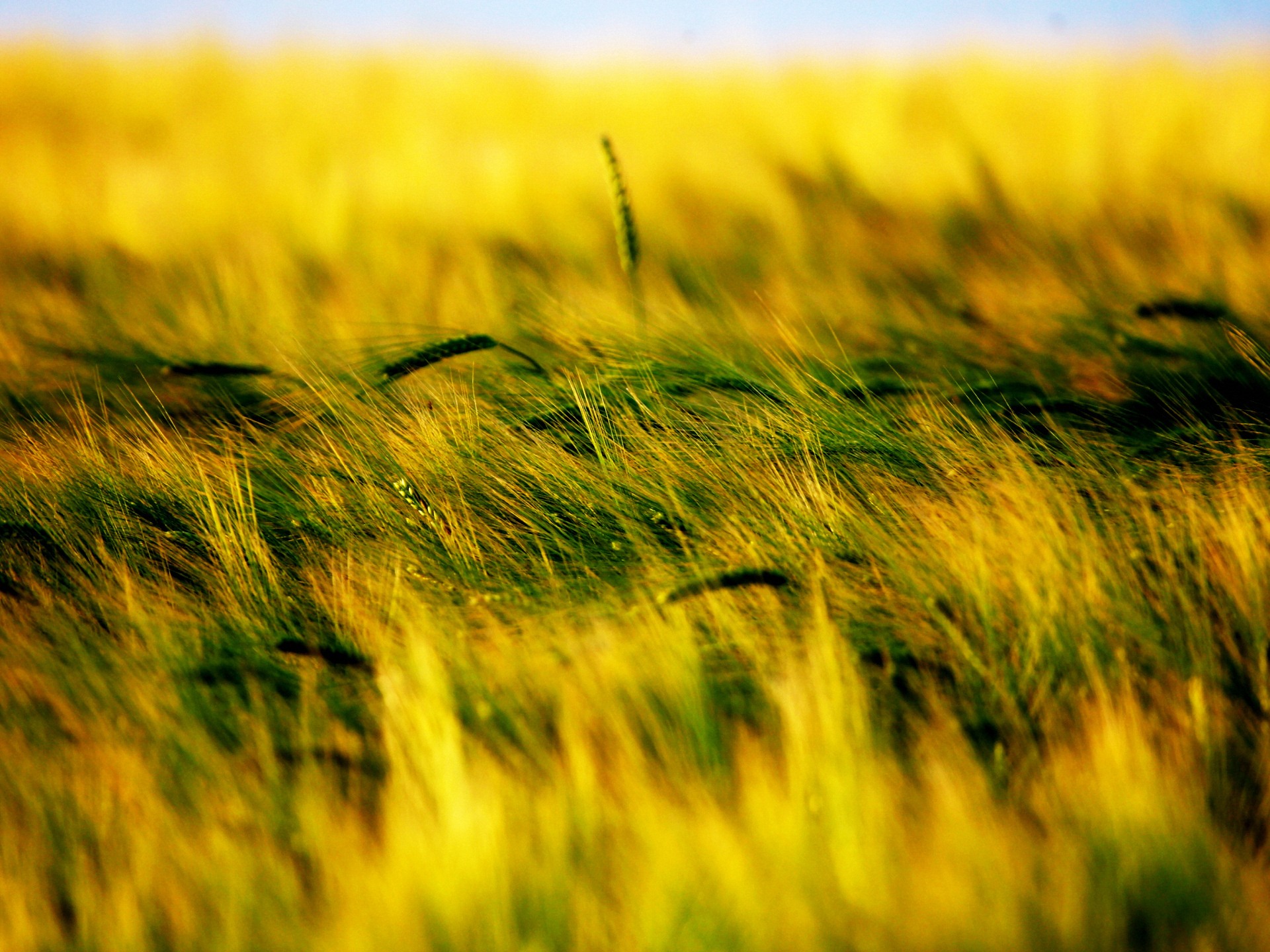 Степь пестреет цветами ярко желтеет. В поле. Поле пшеницы. Желтая степь. Желтое поле.
