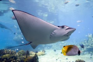 fish manta ray