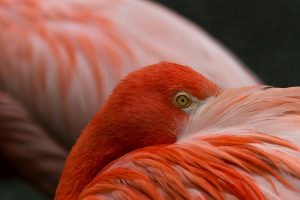 flamingo bird images