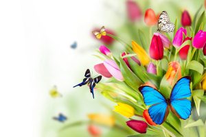 flowers butterflies wallpaper