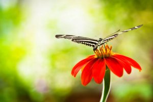 flowers with butterfly wallpaper hd