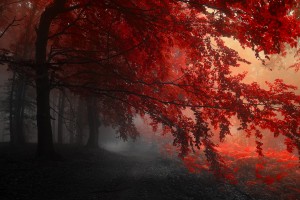 forest autumn red
