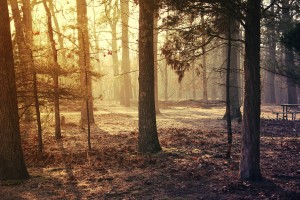 forest morning hd
