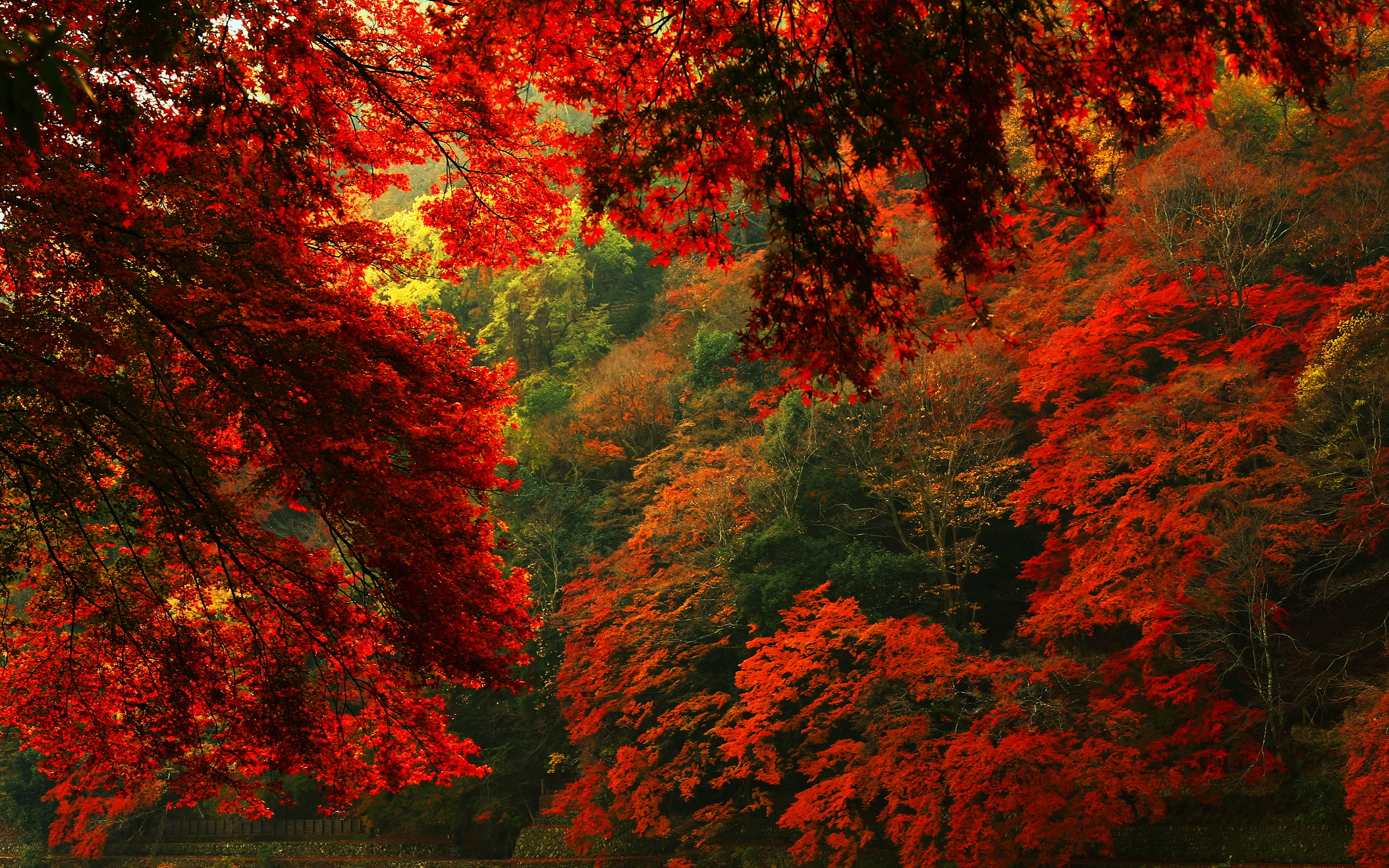 forest red autumn