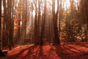 forest red images hd