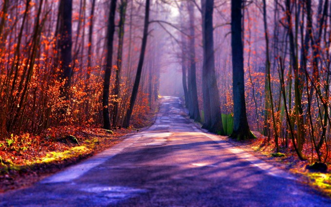 forest road beautiful