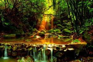 forest stream images