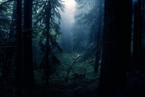 forest wallpaper 1080p