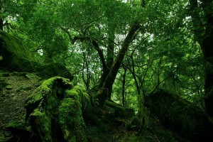 forest wallpaper moss