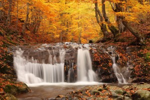 forest waterfall wallpaper hd