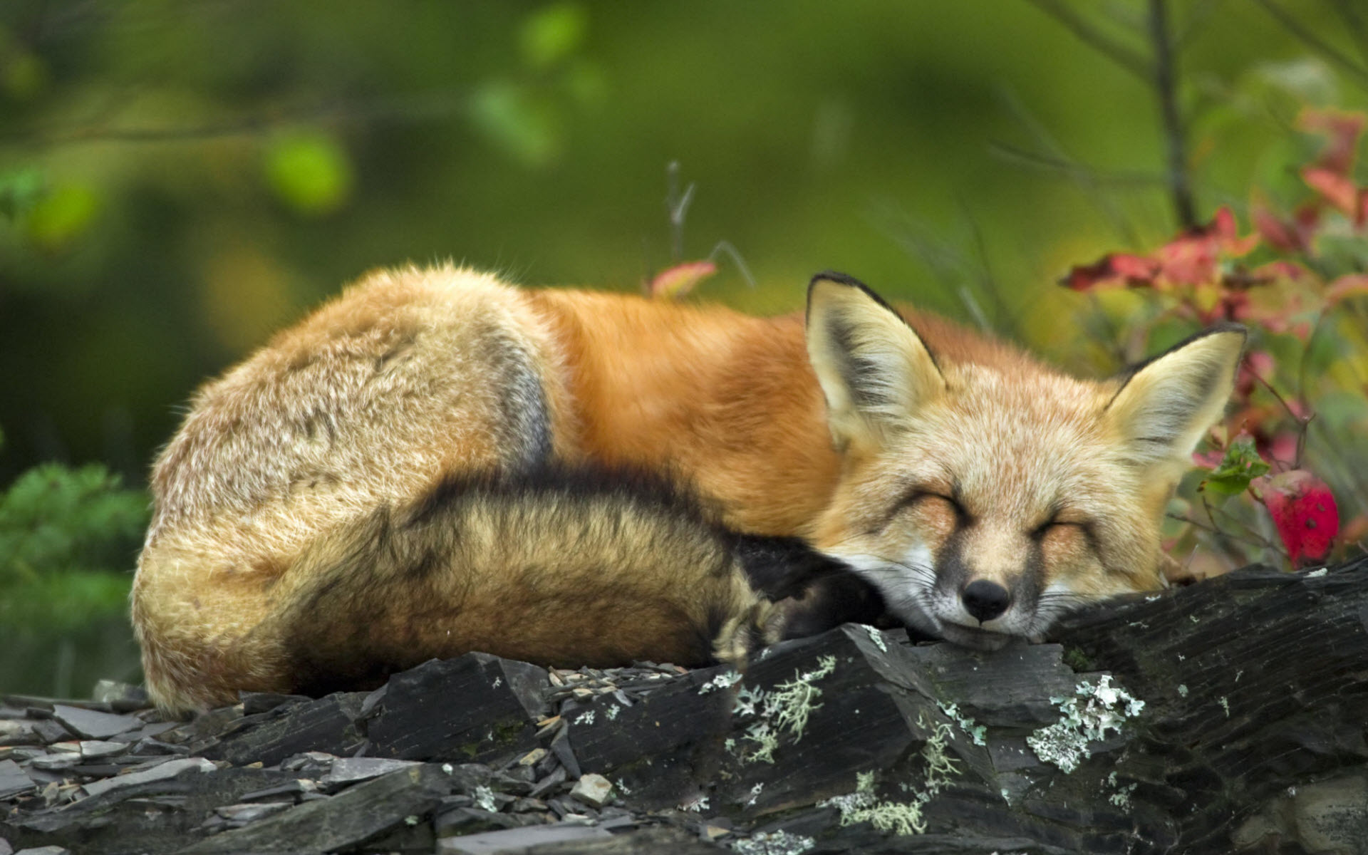 fox cute - HD Desktop Wallpapers | 4k HD