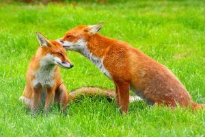 fox desktop backgrounds