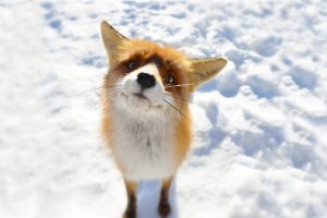 fox image hd