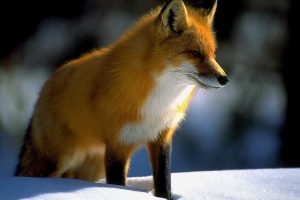 fox images hd