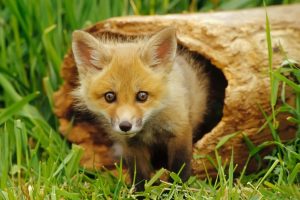 fox wallpapers baby