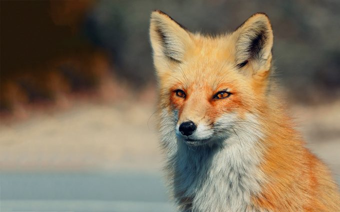 Charming Baby Fox in Forest | HD Wallpapers