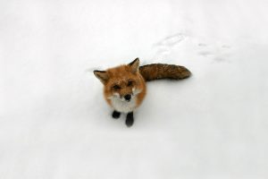 fox wallpapers snow