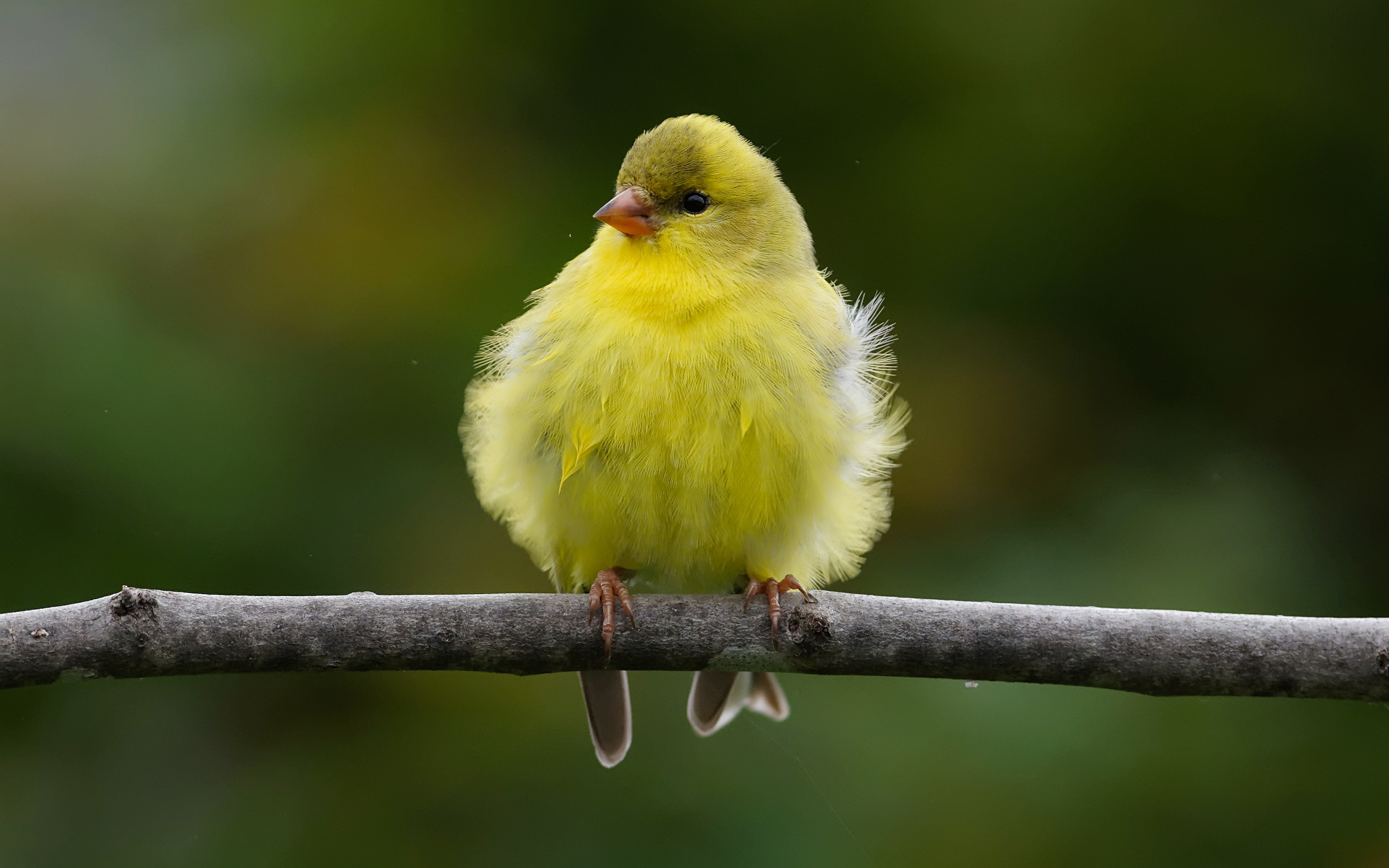 Маленькая желто зеленая птичка. Маленькая желтая птичка. Маленькие пушистые птички. Желтые пушистые птицы. Жёлто-зелёные птички на ветке.