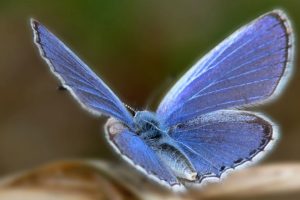 free butterfly images
