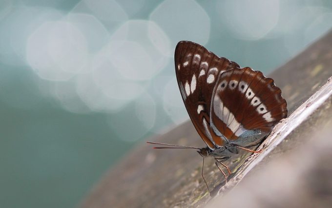 free butterfly pictures