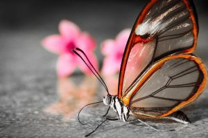 free images of butterflies