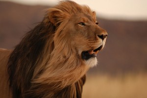 free lion image