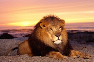 free lion pictures