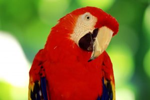 free parrot pictures