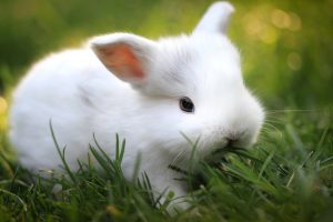 free rabbit images