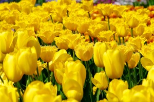 free tulip pictures yellow
