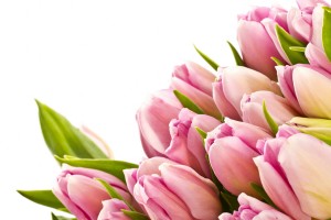 free tulip wallpaper pink
