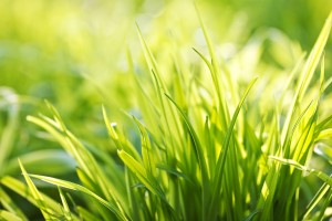 free wallpaper grass