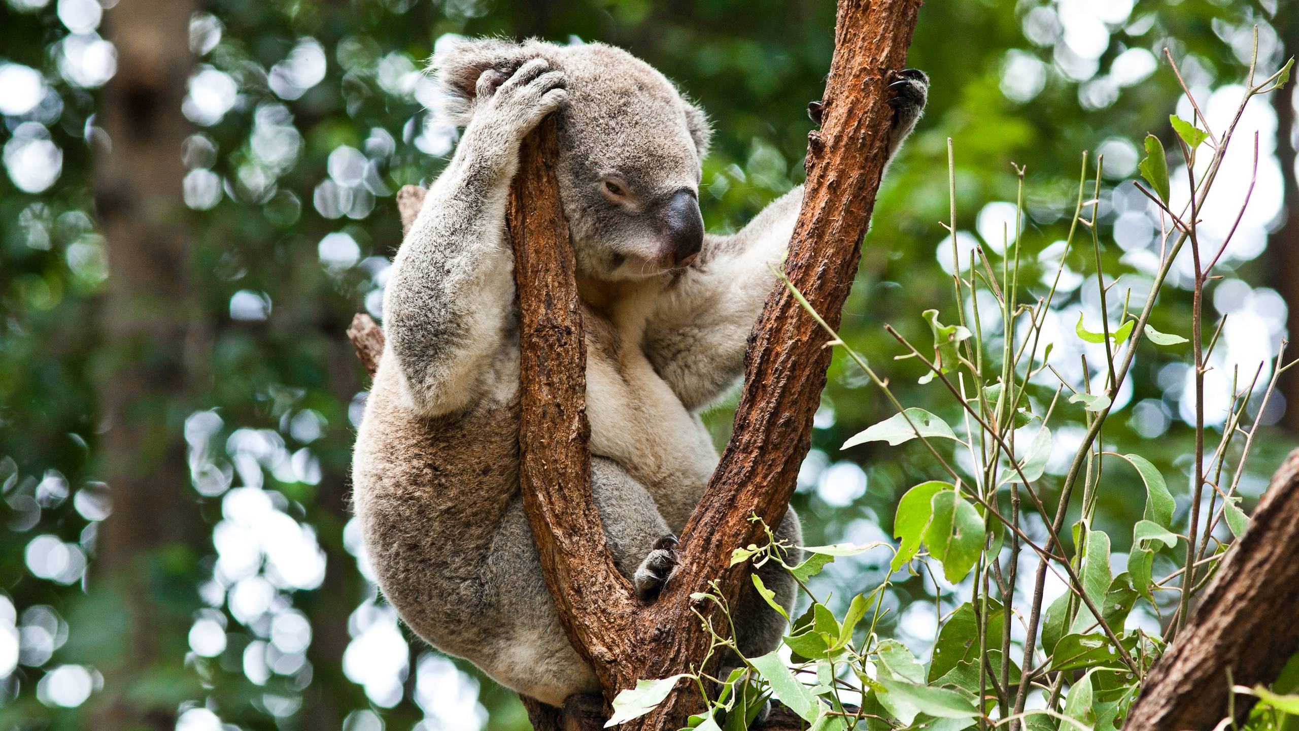 free wallpaper koala