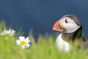 free wallpaper puffin