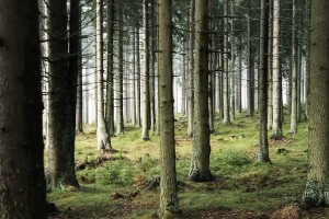 free wallpaper woods