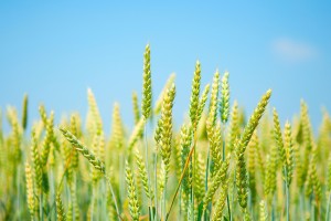 free wheat field wallpaper