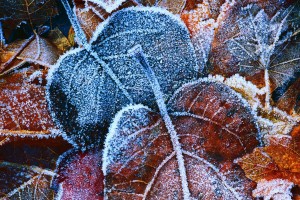 frost wallpaper autumn