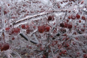frost wallpaper berries