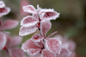 frost wallpaper flowers