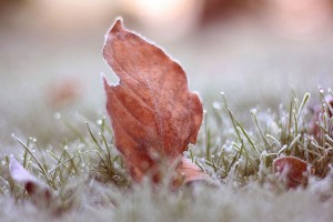 frost wallpaper leaf