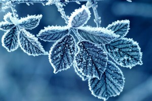 frost wallpaper nature