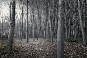 full hd forest wallpapers dark